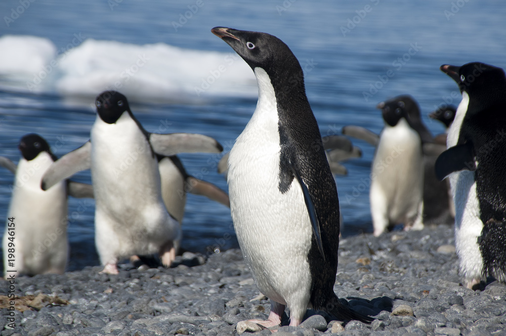 Fototapeta premium Brown Bluff Antarctica, adelie penguin on pebble beach