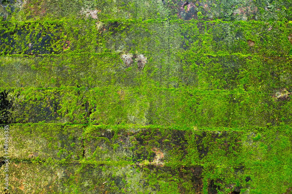 brick wall background cover with green moss.