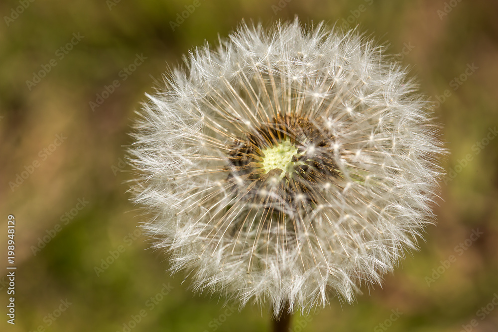 dandelion seeds blowing dandelion seeds blowing