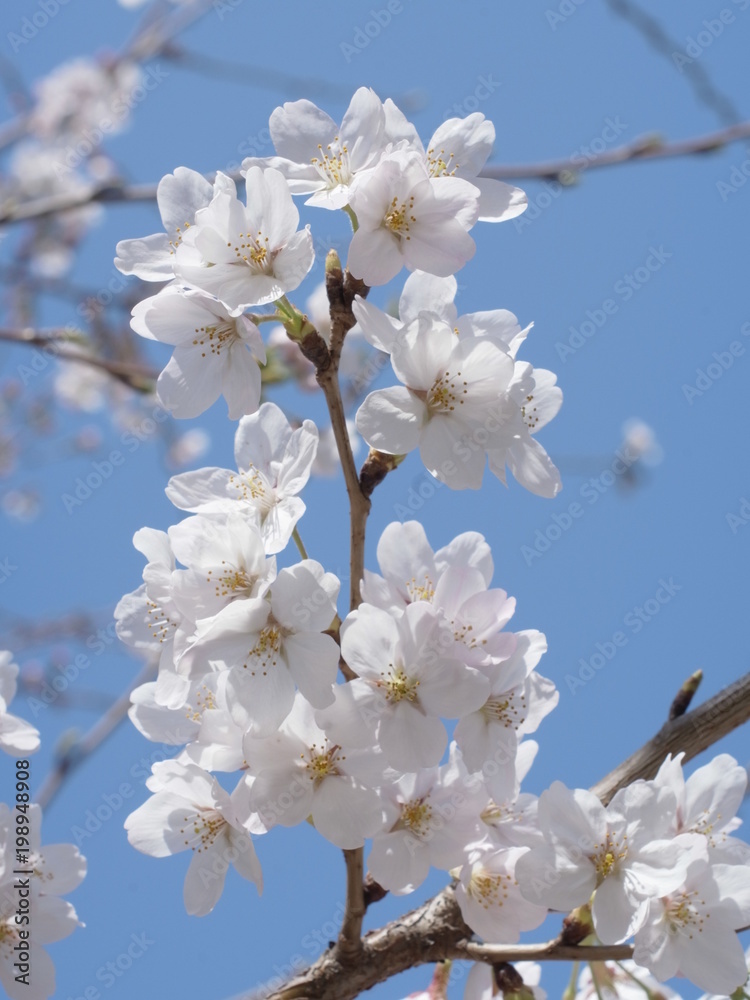満開の桜 満開の桜