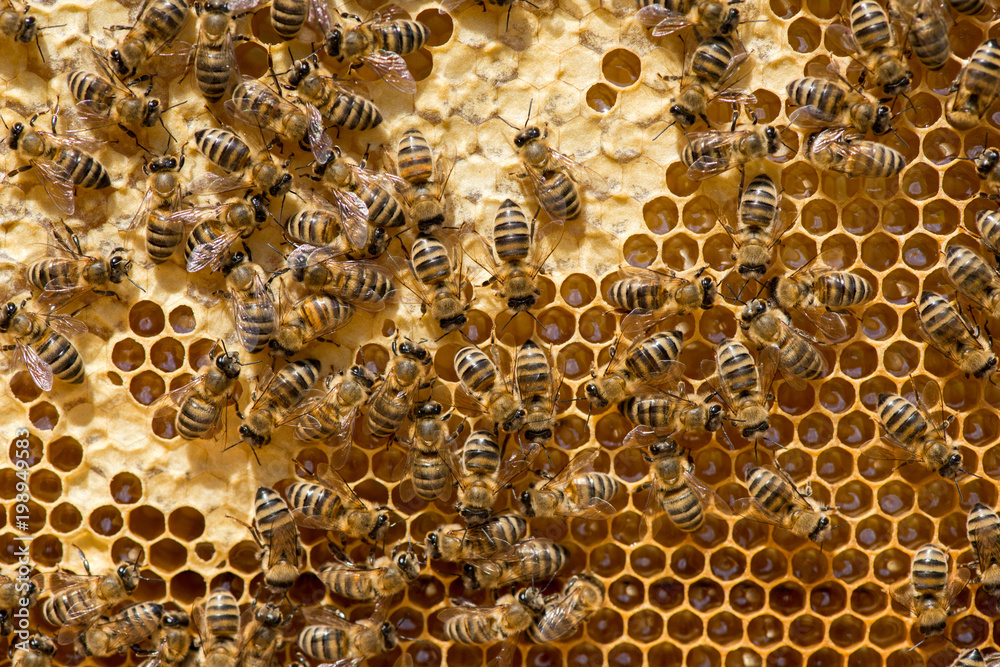closeup of bees on honeycomb in apiary closeup of bees on honeycomb in apiary