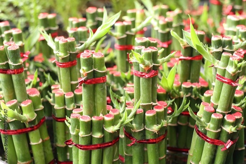 Lucky bamboo in tropical photo