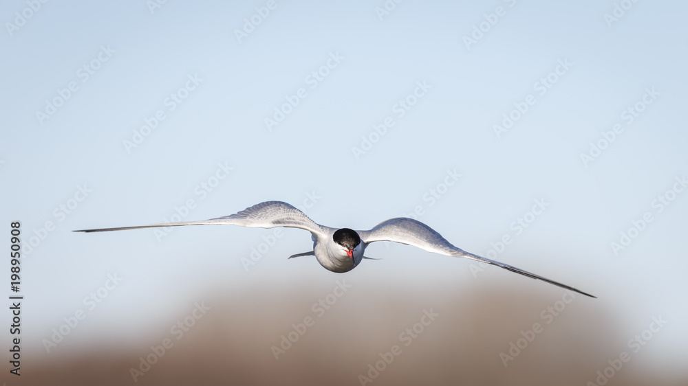 Wind beneath my wings. Flying common tern Wind beneath my wings. Flying common tern