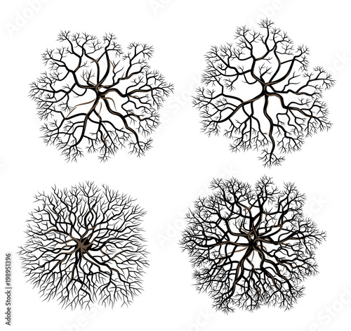 set of tree crowns without foliage, top view