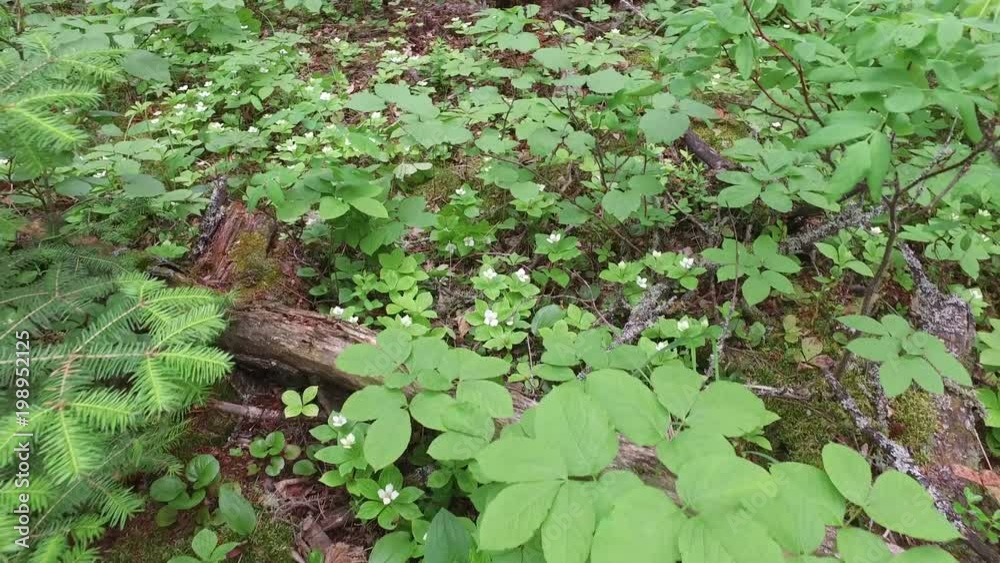 Close up view of plants