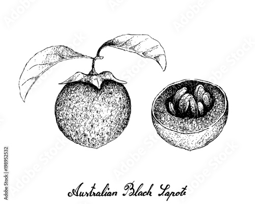 Hand Drawn of Australian Black Sapote on White Background photo