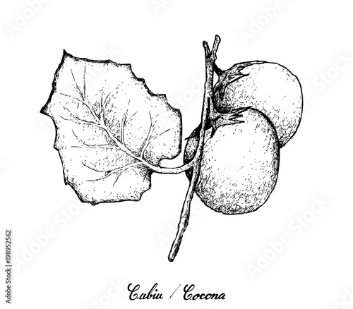Hand Drawn of Cubiu Cocona on White Background photo