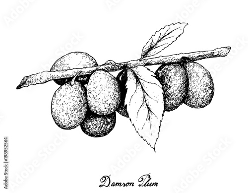 Hand Drawn of Damson Plum on White Background