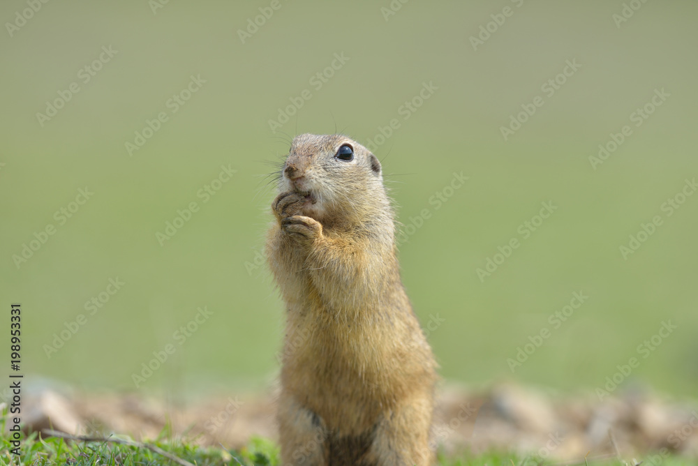 European ground squirrel standing in the grass. (Spermophilus citellus) Wildlife scene from nature. Ground squirrel on meadow