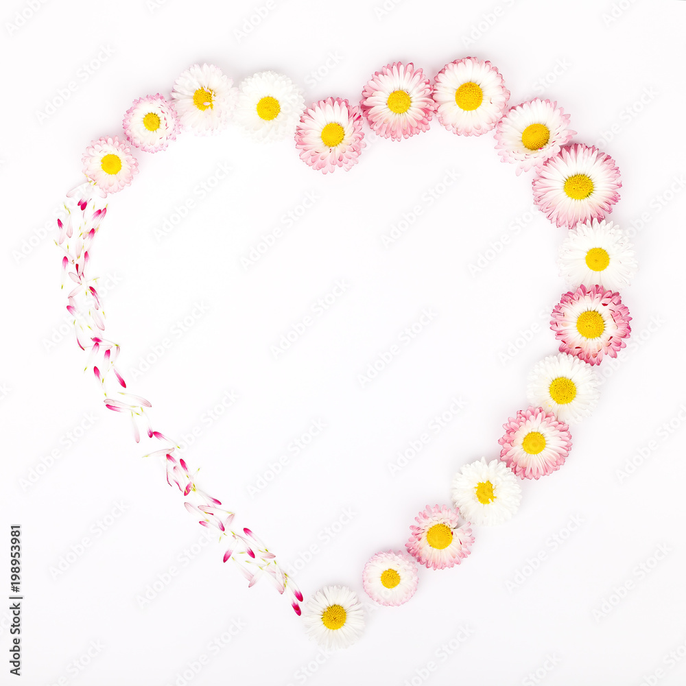 heart shape frame made of garden daisy flowers isolated on white background with copy space for your text. flat lay, top view. beauty, wedding, Mothers day or Womens day composition heart shape frame made of garden daisy flowers isolated on white background with copy space for your text. flat lay, top view. beauty, wedding, Mothers day or Womens day composition