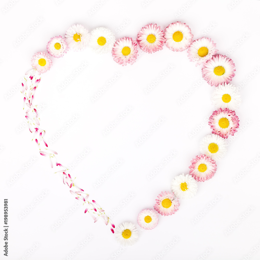 heart shape frame made of garden daisy flowers isolated on white background with copy space for your text. flat lay, top view. beauty, wedding, Mothers day or Womens day composition