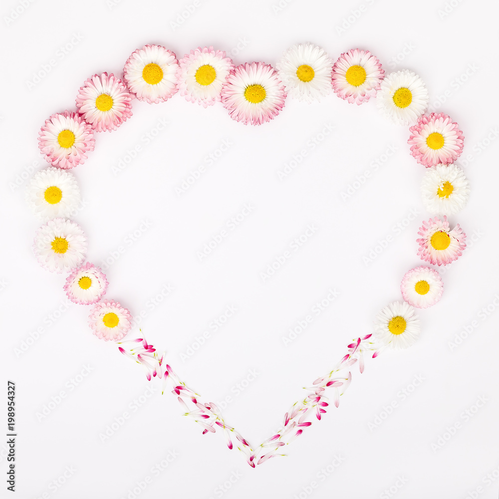 heart shape frame made of garden daisy flowers isolated on white background with copy space for your text. flat lay, top view. beauty, wedding, Mothers day or Womens day composition