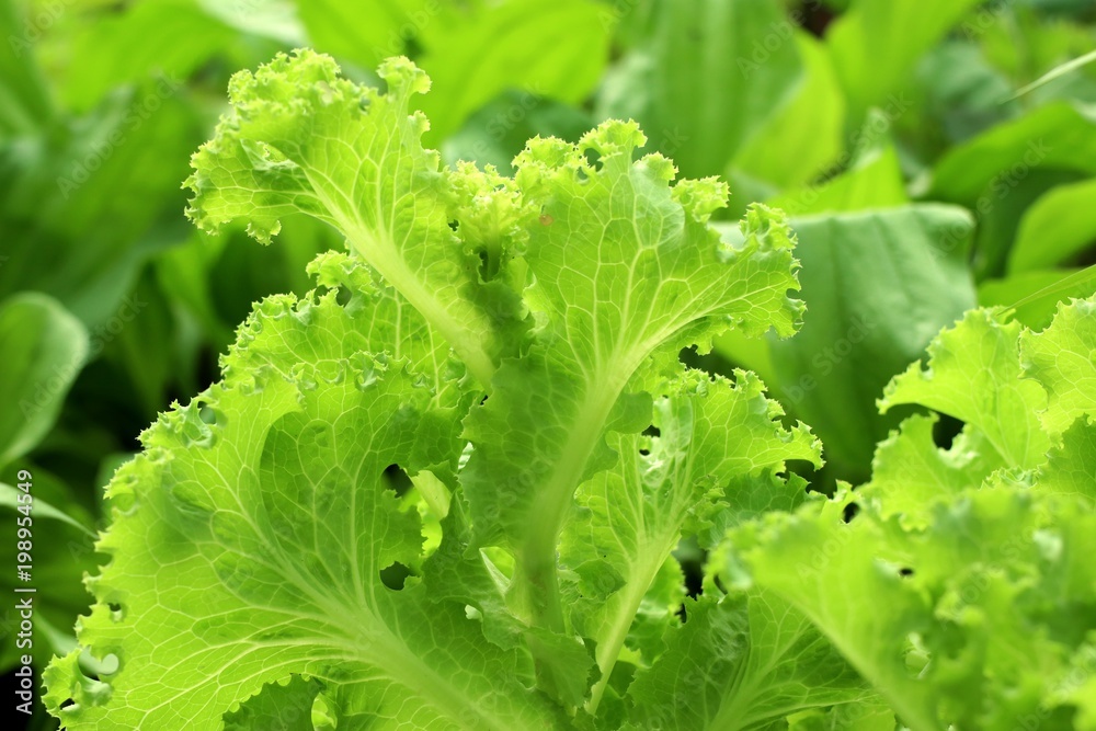 Lettuce plant in tropical Lettuce plant in tropical