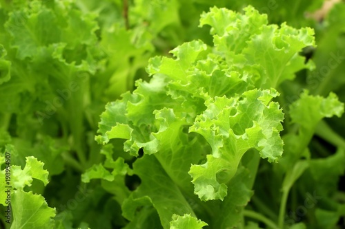 Lettuce plant in tropical