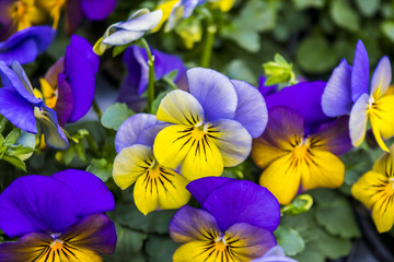 Fototapete Veilchen Violette Stiefmütterchen mit gelbem Auge  © O de R