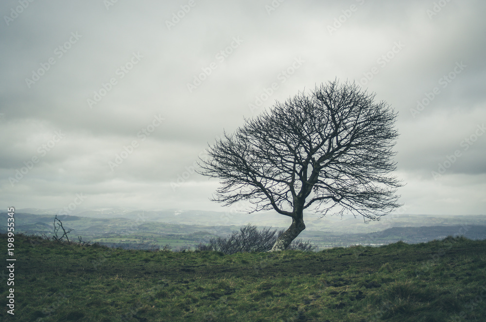 Obraz premium English tree