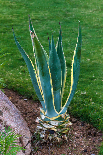 Flowering Aloe in Spring at green garden photo