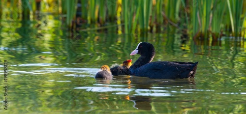 Blässhuhn (Fulica atra) füttert Küken, Steinhuder Meer, Niedersachsen, Deutschland, Europa