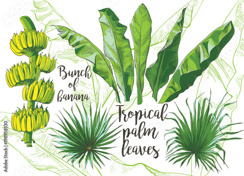 Vector tropical banana leaf, fruits texture