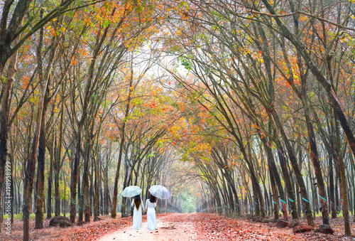 Dong Nai, Vietnam - January 7th, 2018: Two girls in long dress to cover umbrella holding hands, going end of road in rubber forest autumn morning express nostalgia youth in suburbs Dong Nai, Vietnam photo