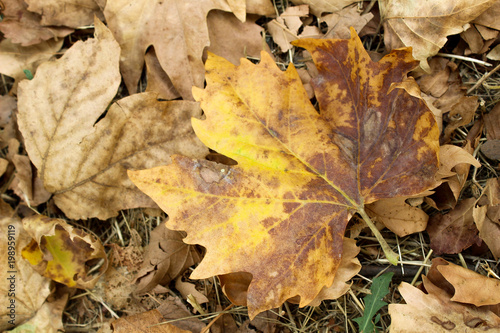 Dry maple leaf 