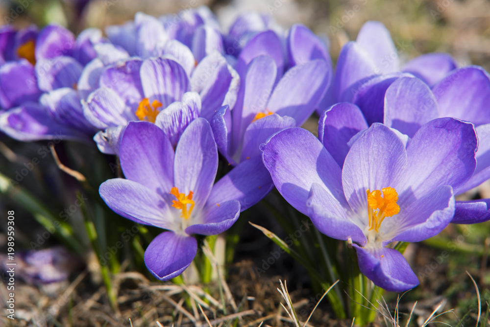 Krokus im Frühling, lila, Closeup, blühender Krokus auf einer Wiese, Nahaufnahme von Krokusblüten Krokus im Frühling, lila, Closeup, blühender Krokus auf einer Wiese, Nahaufnahme von Krokusblüten