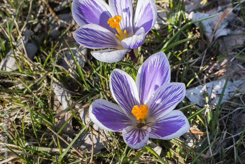 Krokus im Frühling, lila Krokus auf einer Wiese, Blühender Krokus, blau und lila