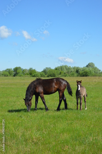 Mare with foal