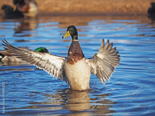 duck on the river