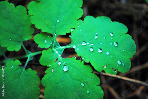 Chelidonium majus (celandine, tetterwort, tetterwort, nipplewort or swallowwort) leaf of bright virid color with dew drops, soft bokeh, horizontal photo