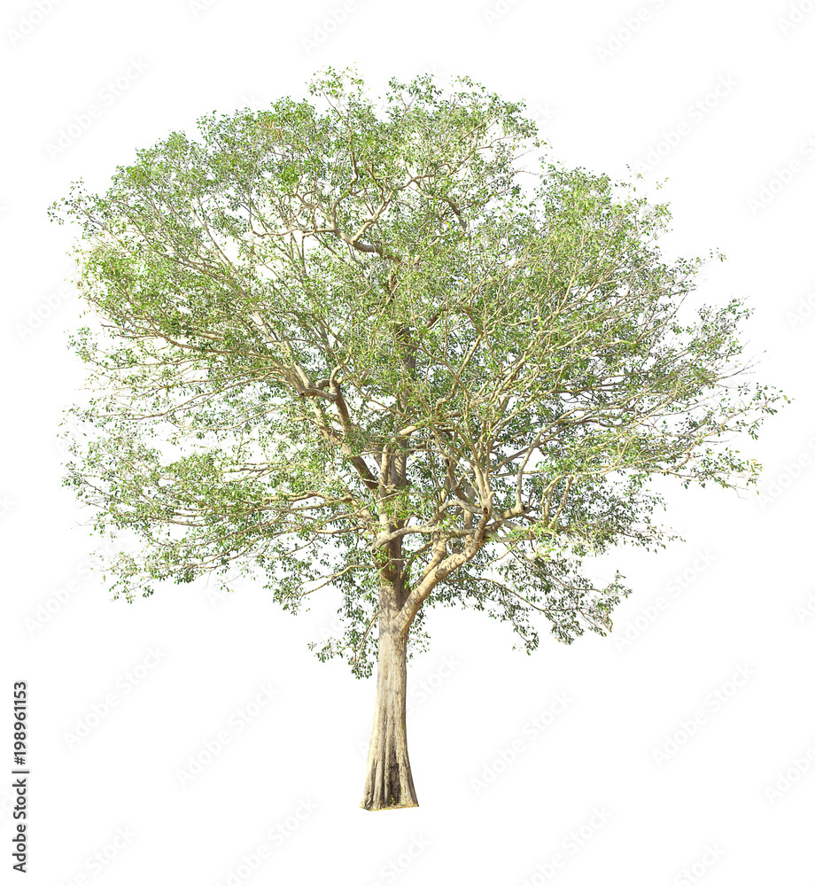 collections green tree isolated. green tree isolated on white background. collections green tree isolated. green tree isolated on white background.