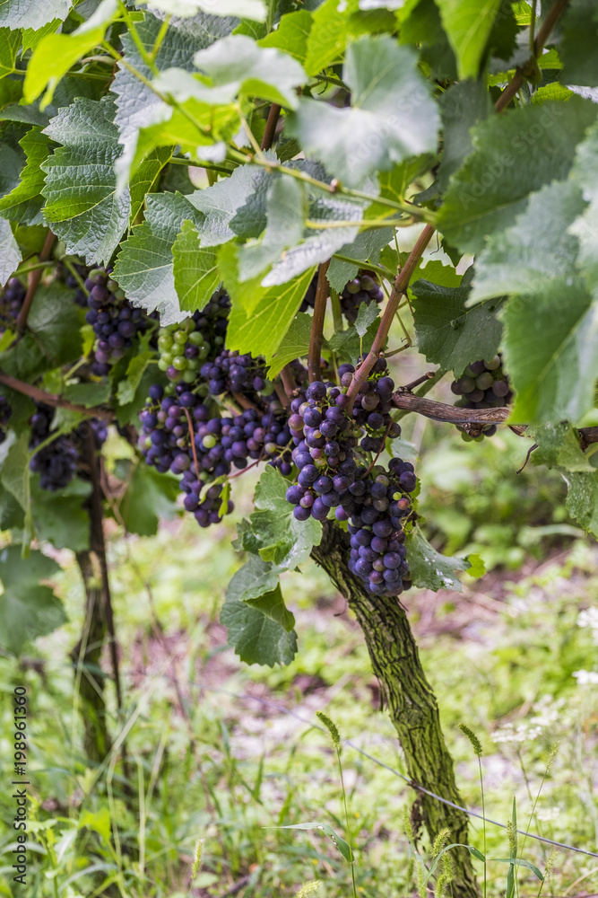 Vineyards on the Rhine river