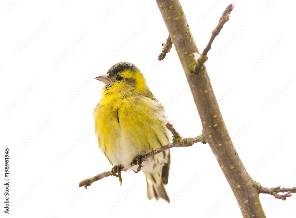 Obraz premium Male black-headed goldfinch