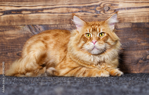 cat Maine Coon on a wooden background