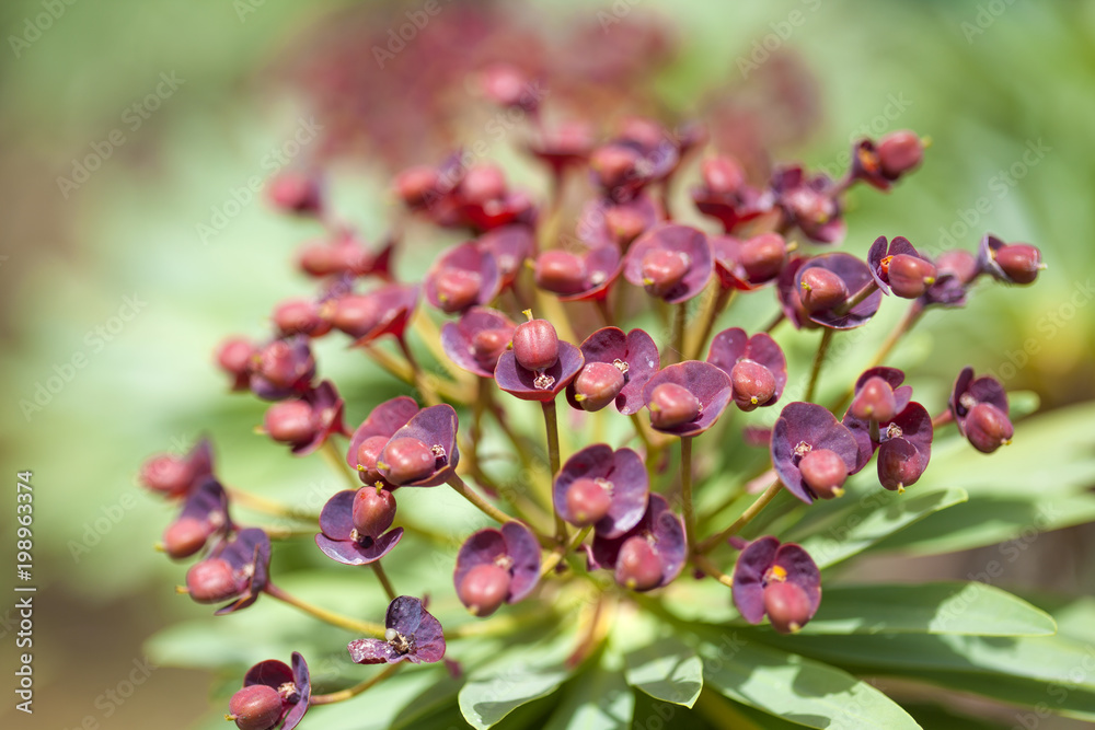 flora of Tenerife - Euphorbia atropurpurea flora of Tenerife - Euphorbia atropurpurea