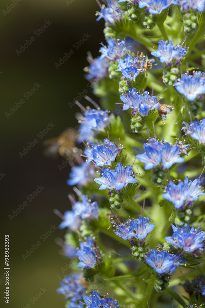 Obraz premium flora of Gran Canaria - Echium callithyrsum