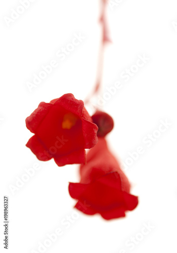 flowers of Brachychiton acerifolius photo