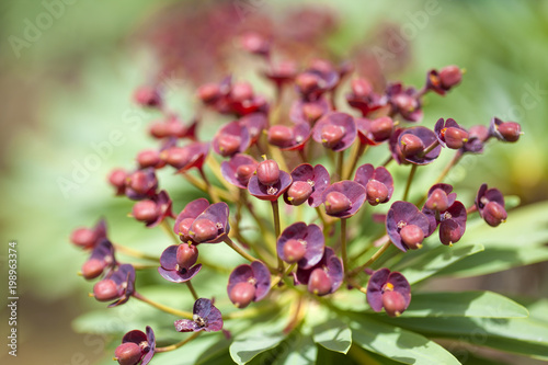 flora of Tenerife - Euphorbia atropurpurea