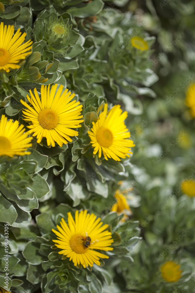 Obraz premium flora of Fuerteventura - Asteriscus sericeus