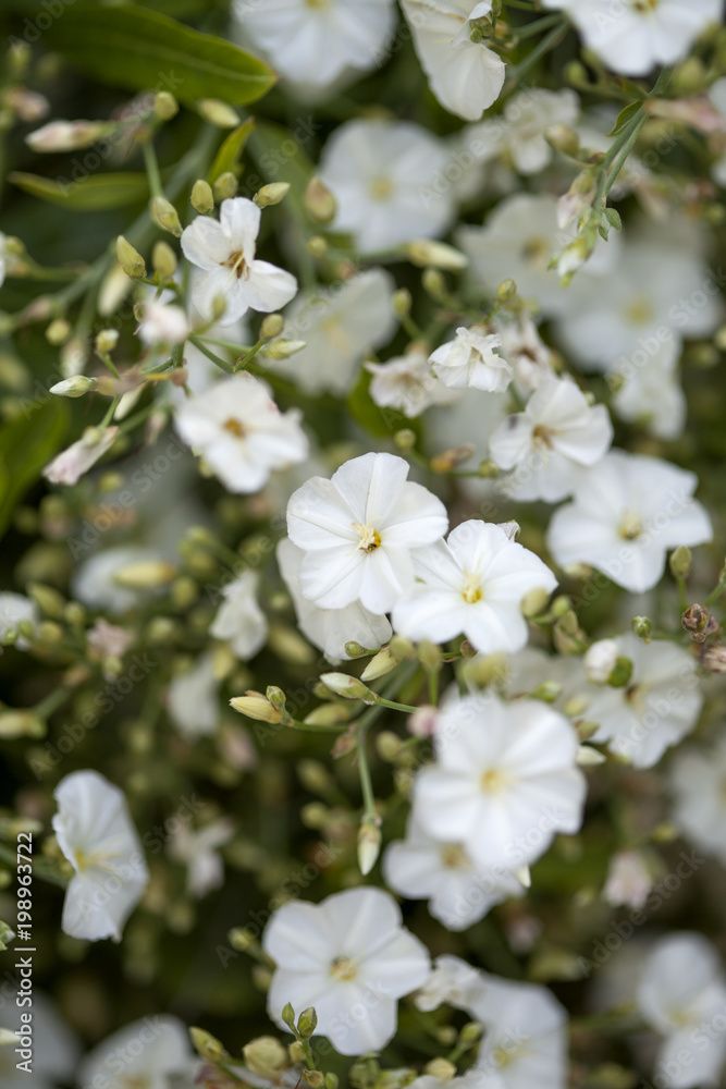 flora of Gran Canaria - shrub morning glory flora of Gran Canaria - shrub morning glory