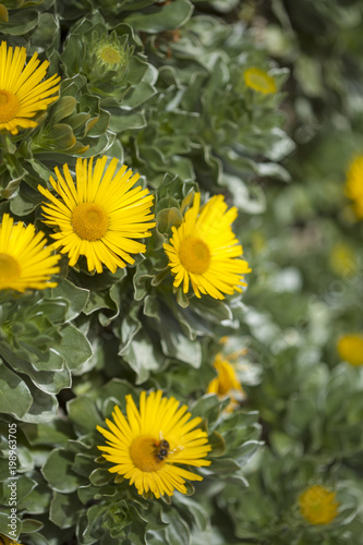 flora of Fuerteventura - Asteriscus sericeus