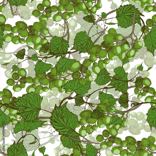 Seamless grapes background.Hand drawn illustration