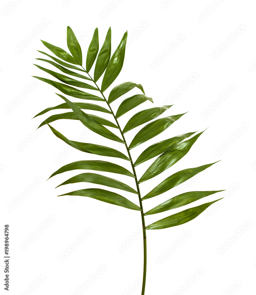 Fototapeta premium Chamaedorea elegans leaf