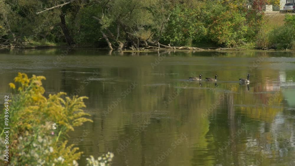 Geese on a lake Geese on a lake
