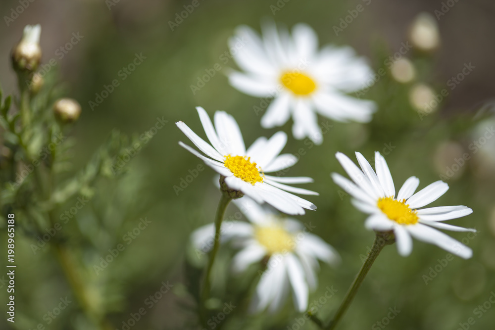flora of Gran Canaria - marguerite daisy flora of Gran Canaria - marguerite daisy