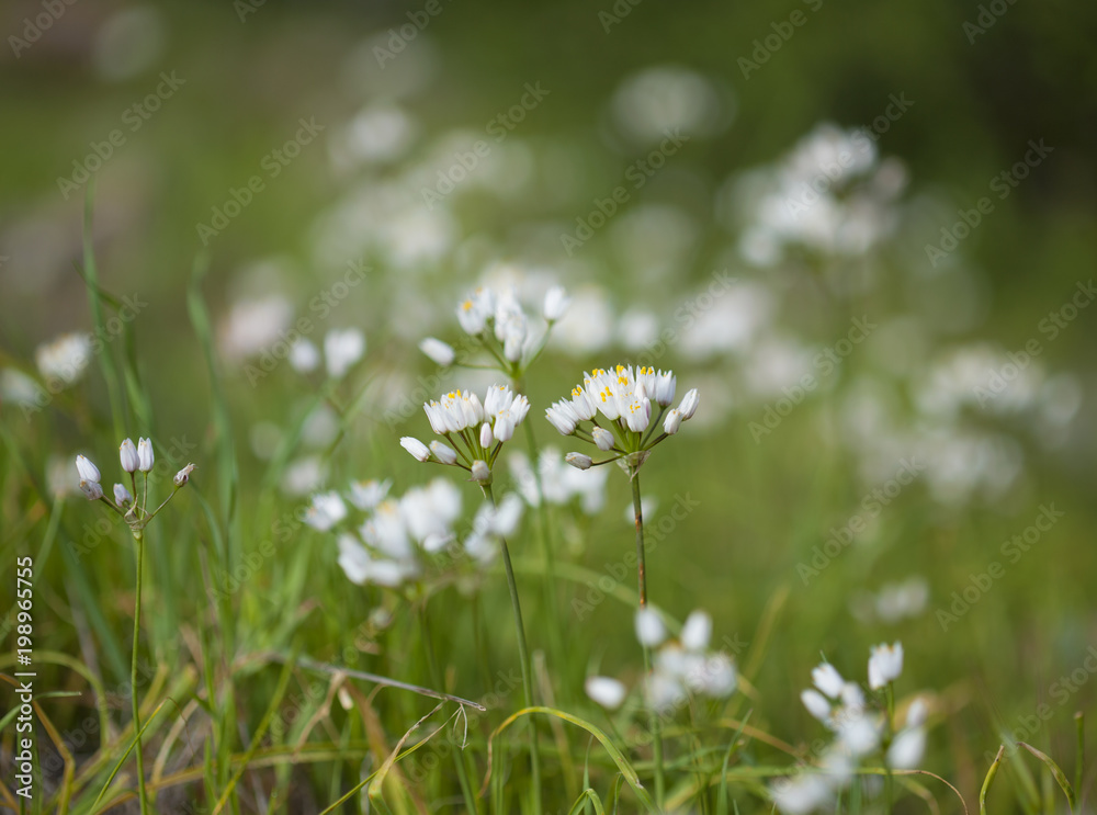 flora of Gran Canaria - flowering rosy garlic flora of Gran Canaria - flowering rosy garlic