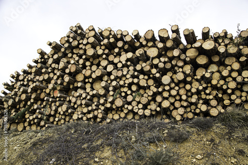 Felled tree trunks
