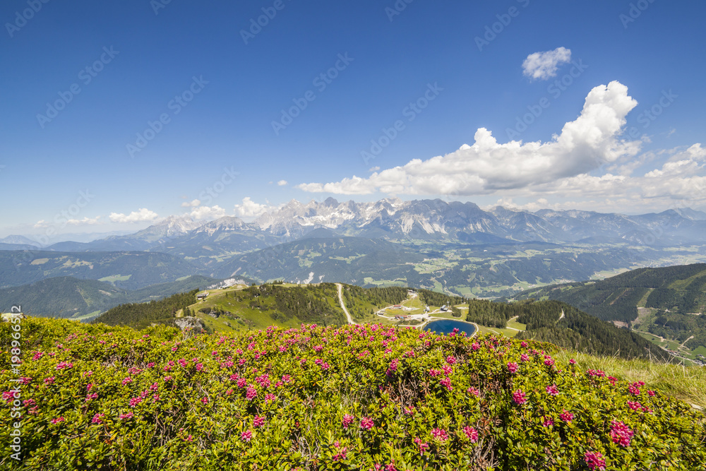View from mountain with Alpenrose to lake and mountain Dachstein