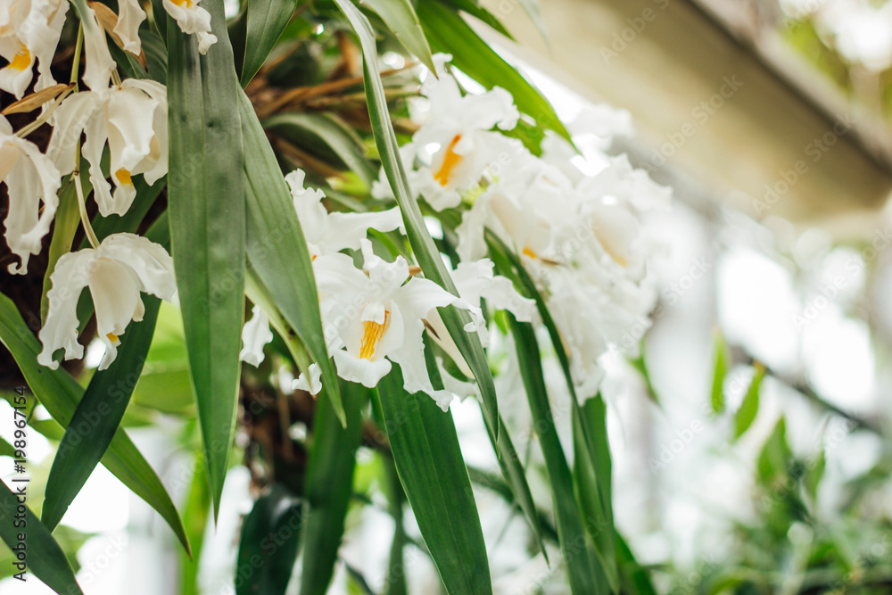 Obraz premium Dendrobium lindleyi Steud