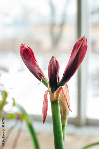 Undiscovered Flower Hippopotamus Flower photo